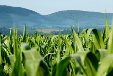 Corn crops grow in a field in Clinton County, Pennsylvania.